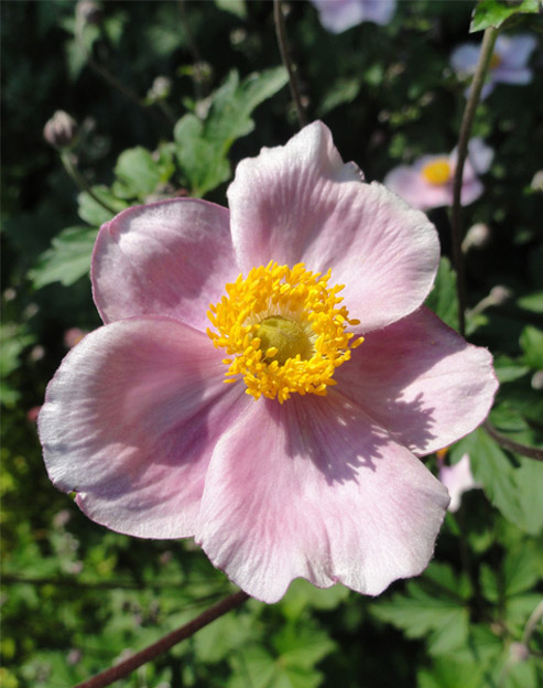Anemone tomentosa `Rose Beauty`